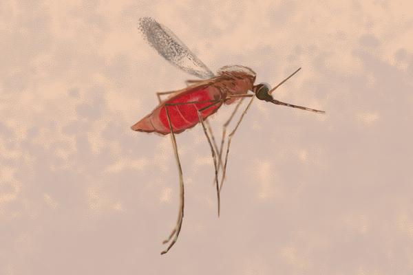 The Resistant Mosquito