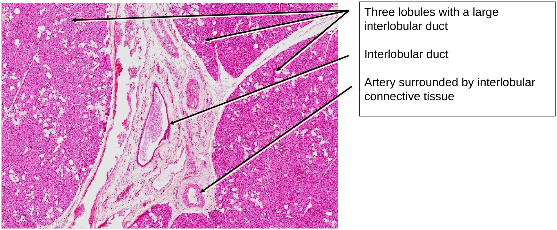 Submandibular gland