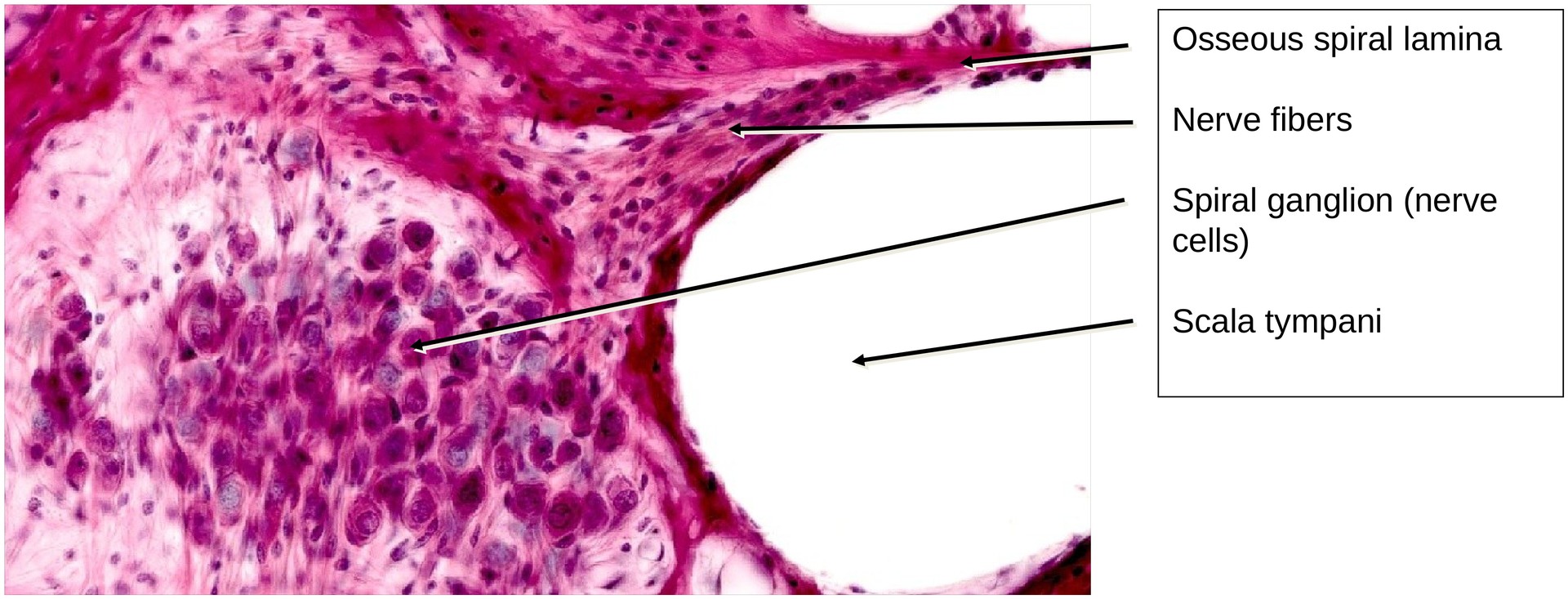 Inner ear, Organ of Corti