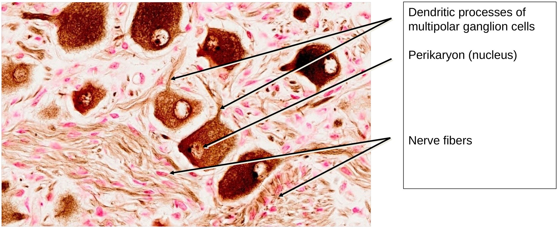 Sympathetic ganglion