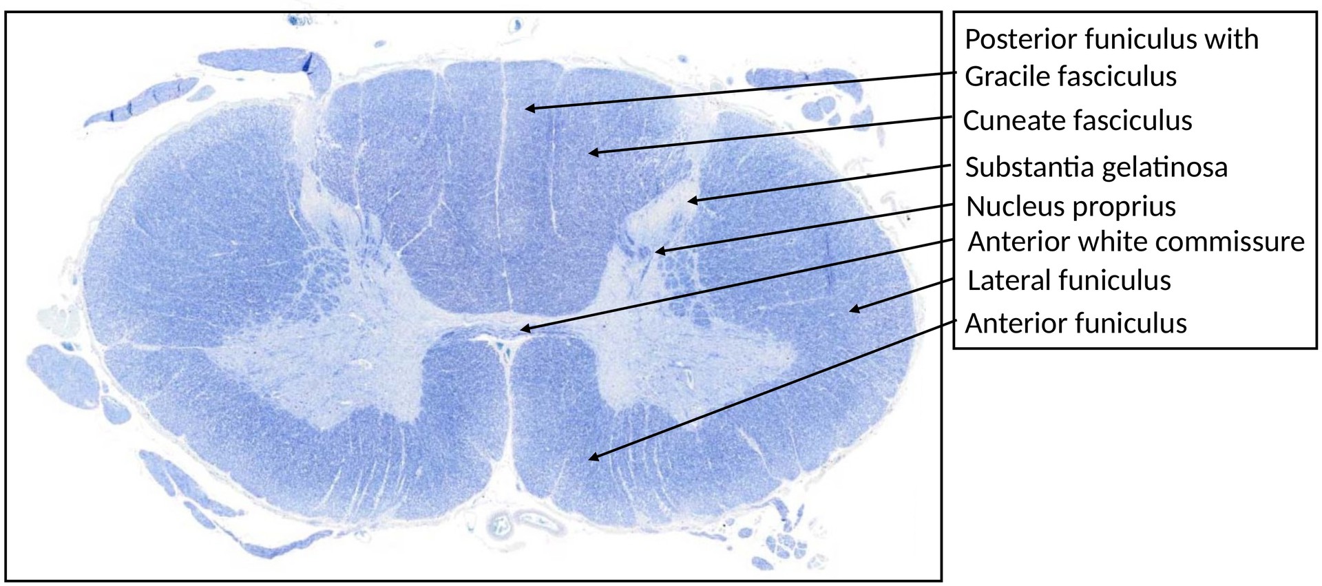 Spinal cord, cervical