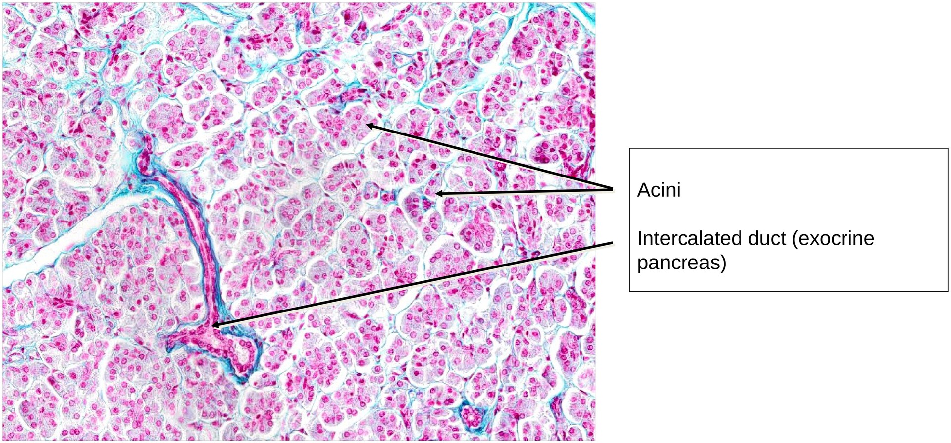 Pancreas, endocrine portion