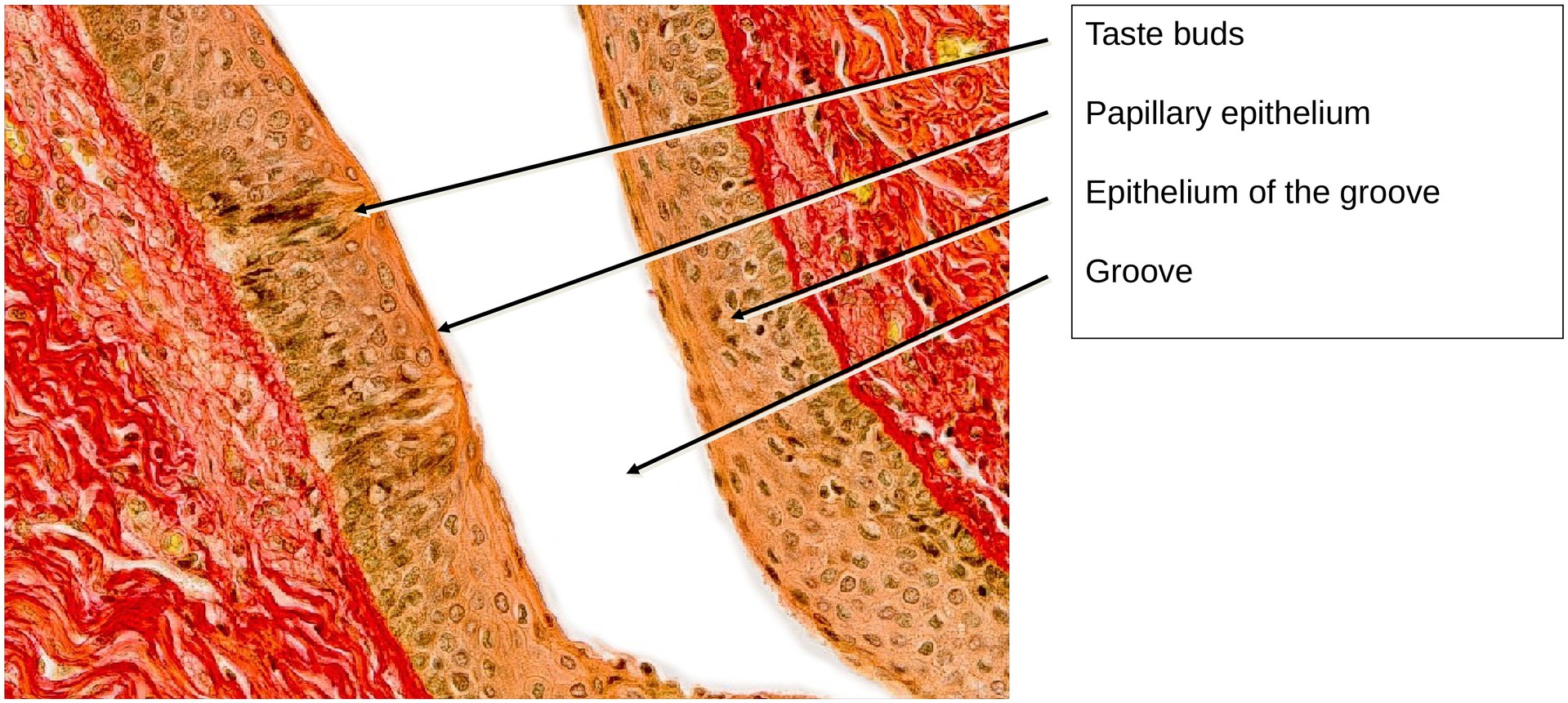 Taste bud, vallate papilla