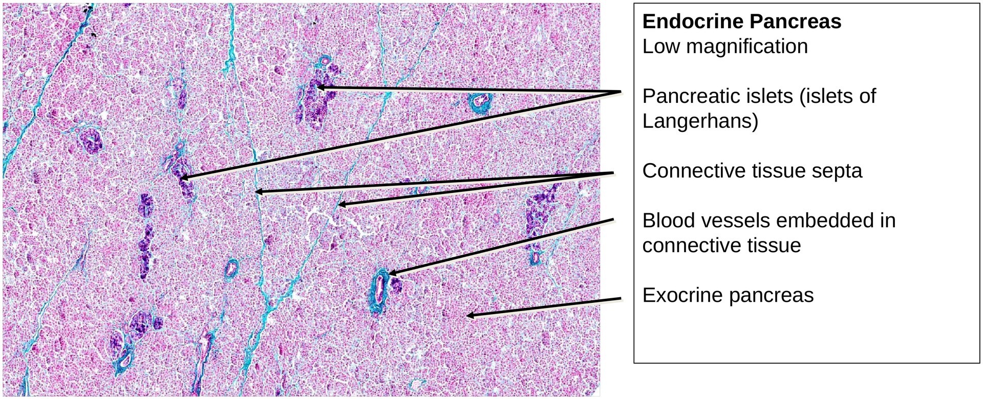 Pancreas, endocrine portion