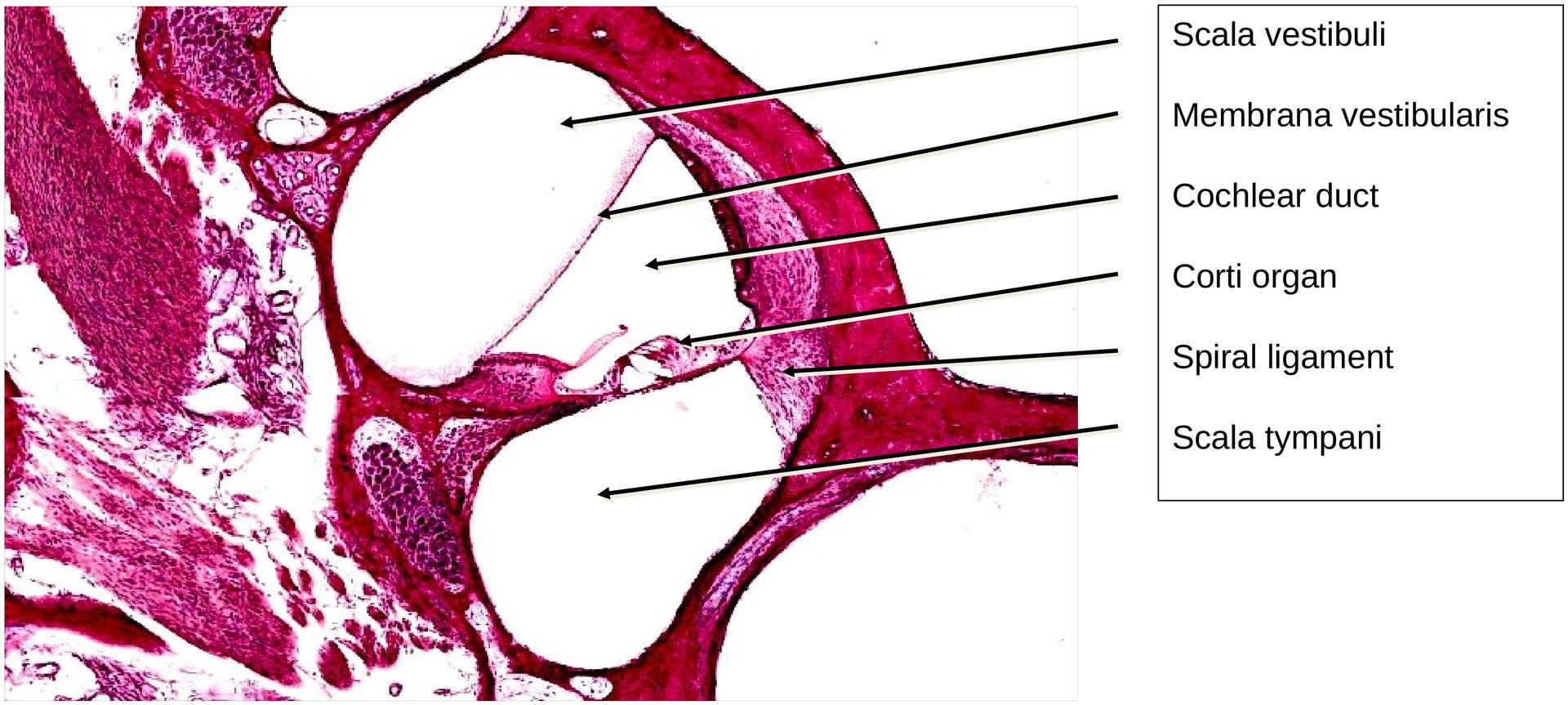 Inner ear, Organ of Corti