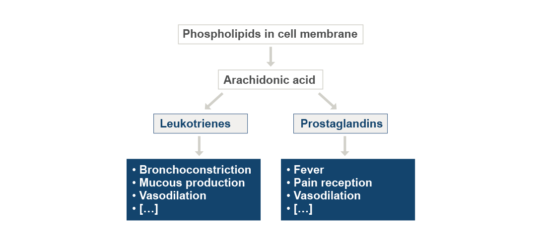 The diagram shows how prostaglandins and leukotrienes are metabolized from phospholipids in the cell membranes and what symptoms these cellular messengers may cause. The symptoms caused by leukotrienes are bronchoconstriction, mucous production, or vasodilation. Those caused by prostaglandins are fever, pain reception, or as well vasodilation.