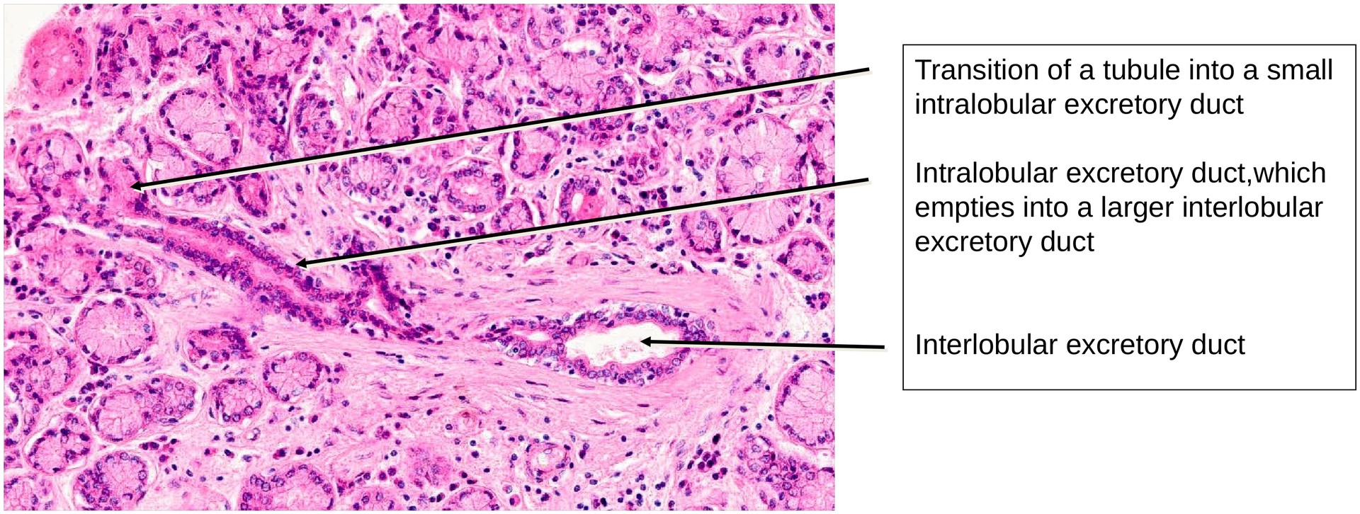 Lacrimal gland