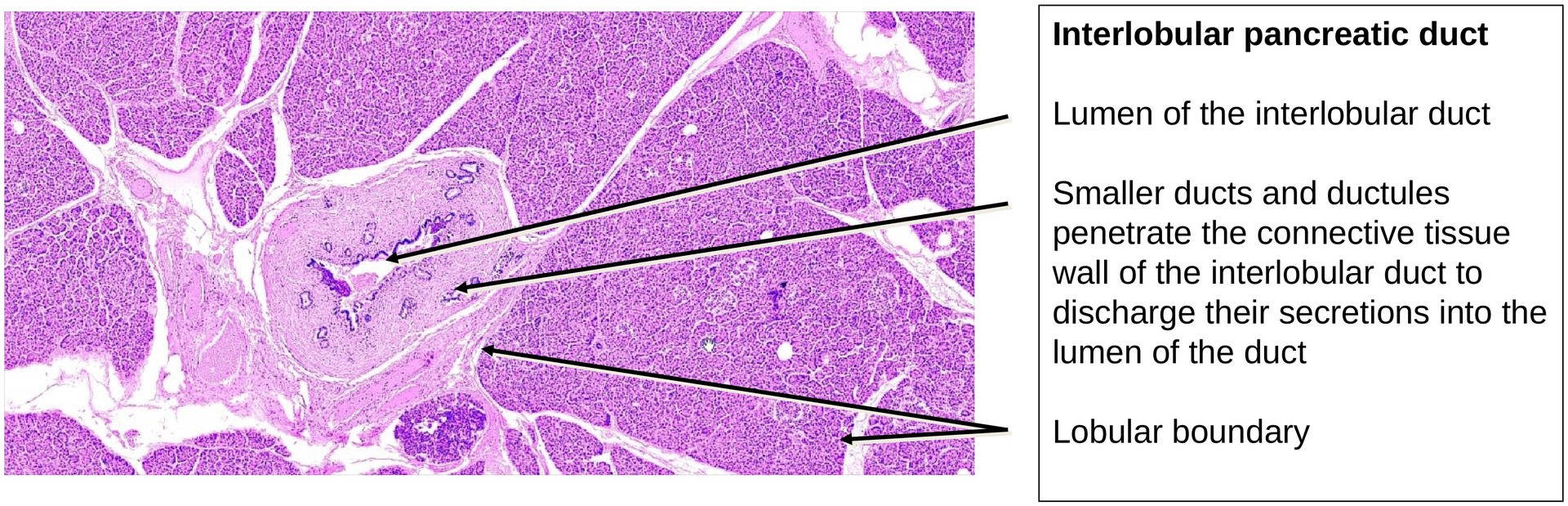 Pancreas, exocrine portion
