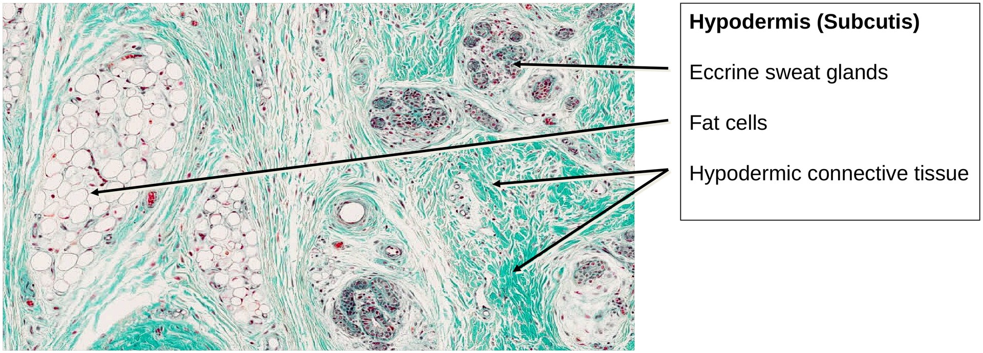 Ossification, perichondral (Finger)