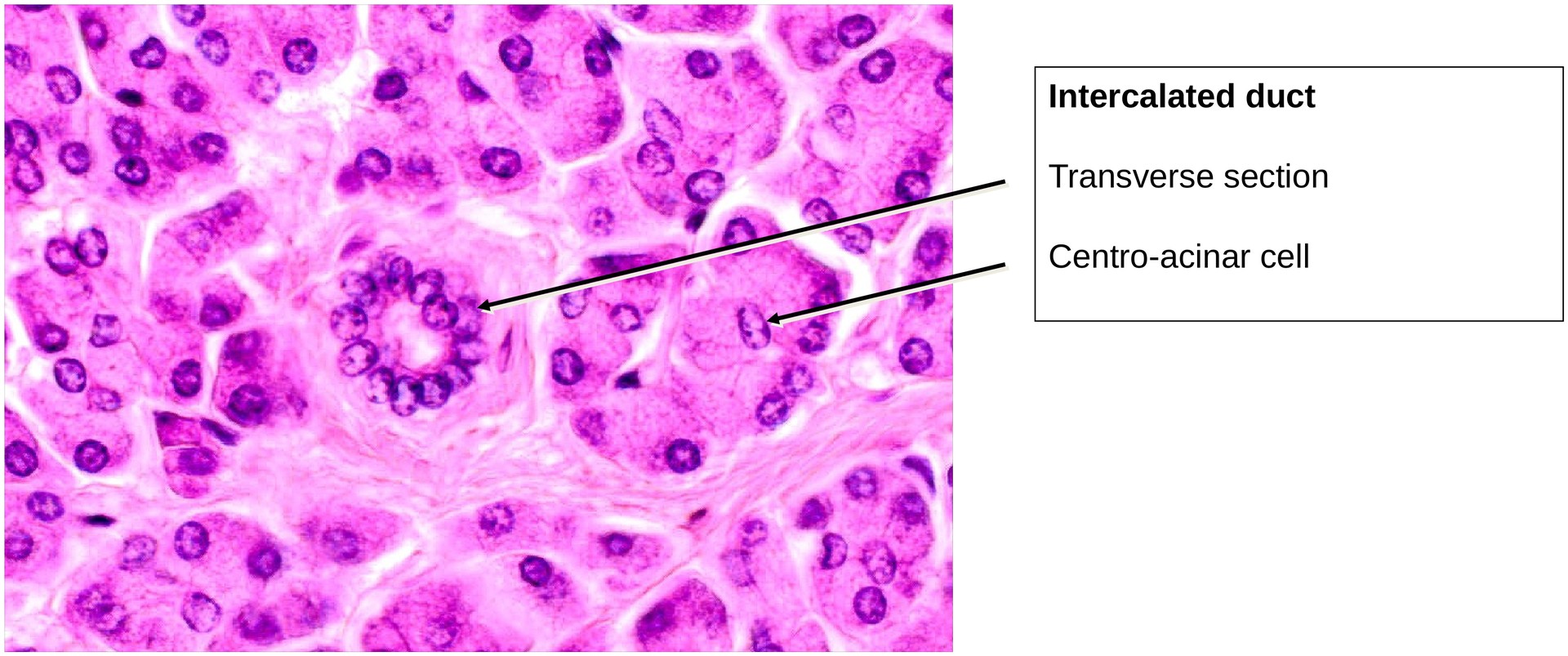 Pancreas, exocrine portion