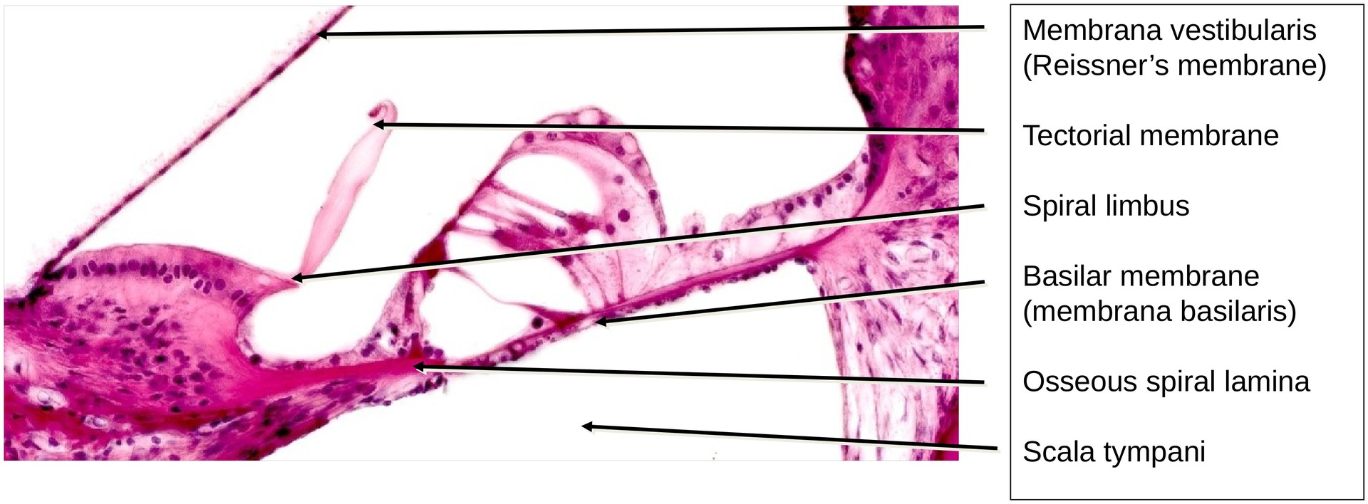 Inner ear, Organ of Corti