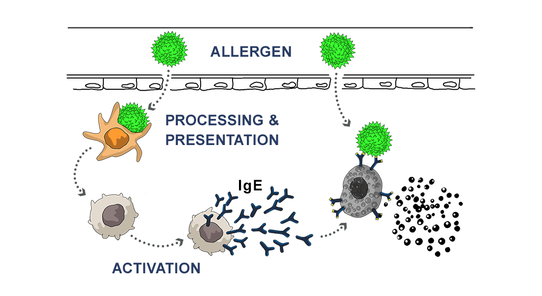 Illustration showing the sensitization pathway. As an allergen enters the body, it is processed by a cell of the immune system. This cell then induces the production of specific cells producing antibodies against the allergen. Moreover, specific memory cells recognising the allergen at a next exposure are produced.