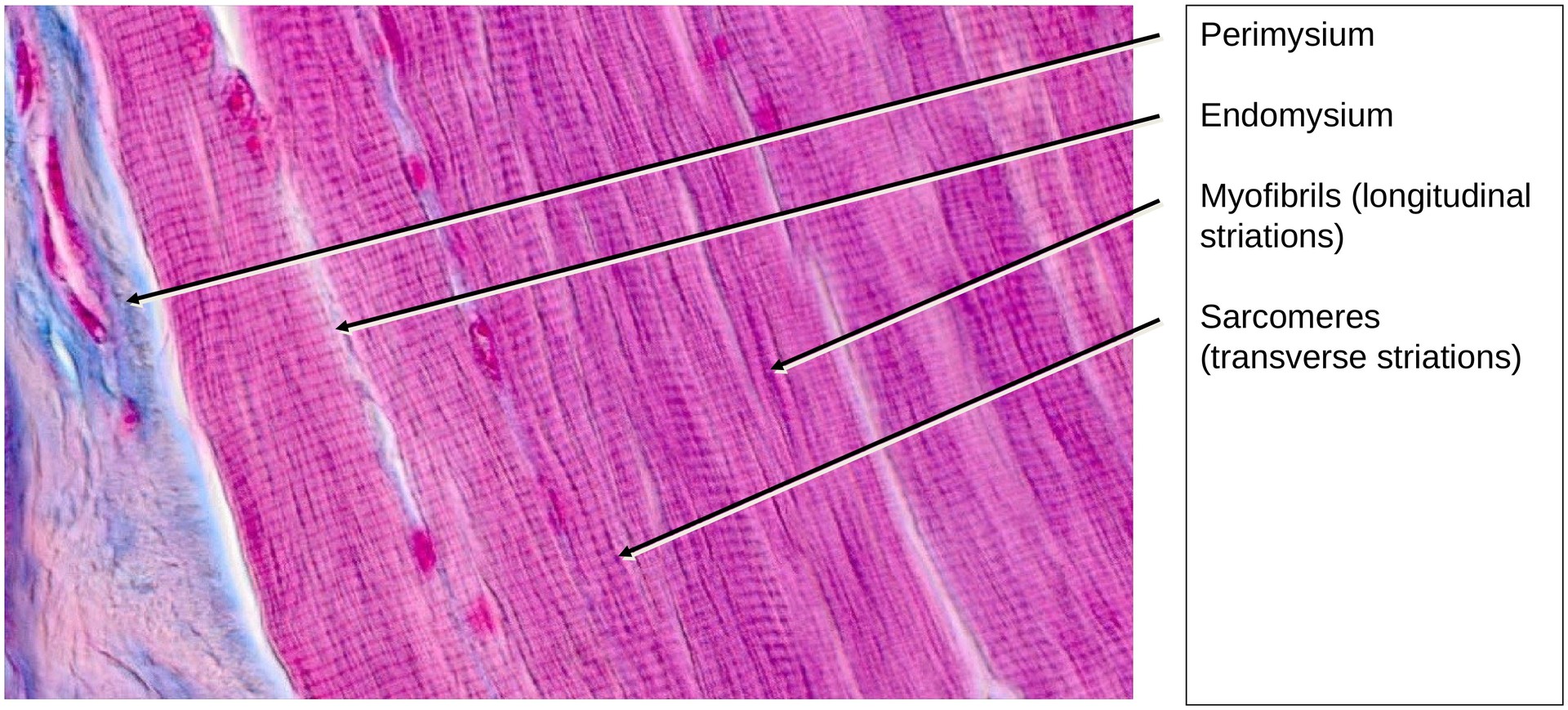 Skeletal muscle (longitudinal)
