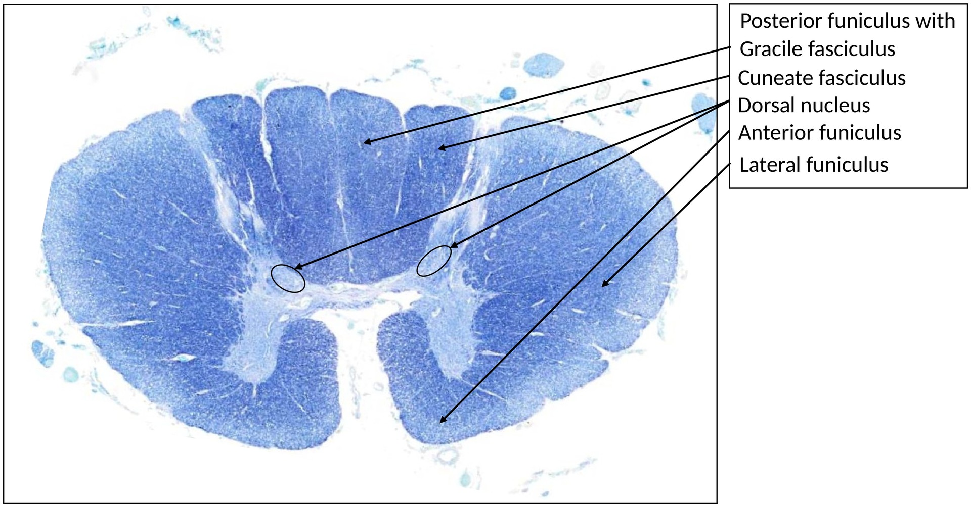 Spinal cord, thoratic
