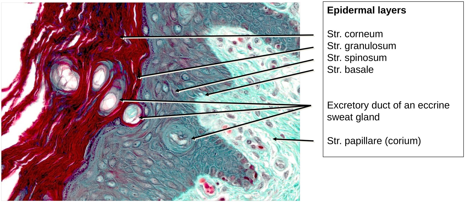 Ossification, perichondral (Finger)