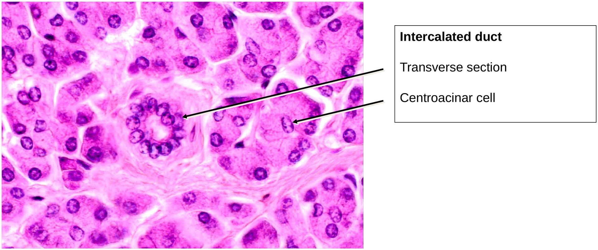 Pancreas, exocrine portion