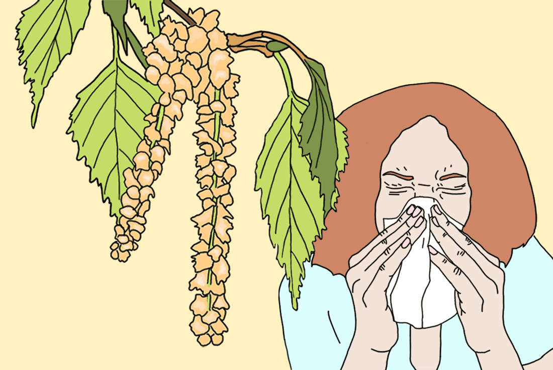 The illustration shows a blooming birch tree and a woman that is sneezing.