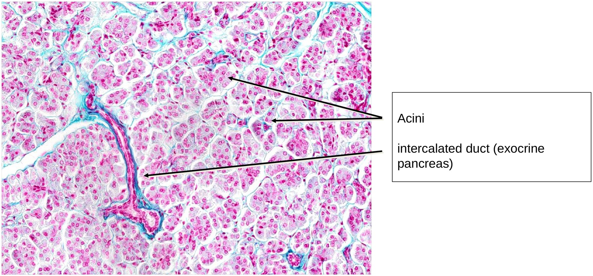 Pancreas, endocrine portion
