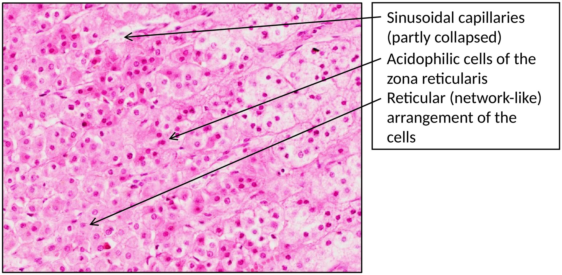 Adrenal gland