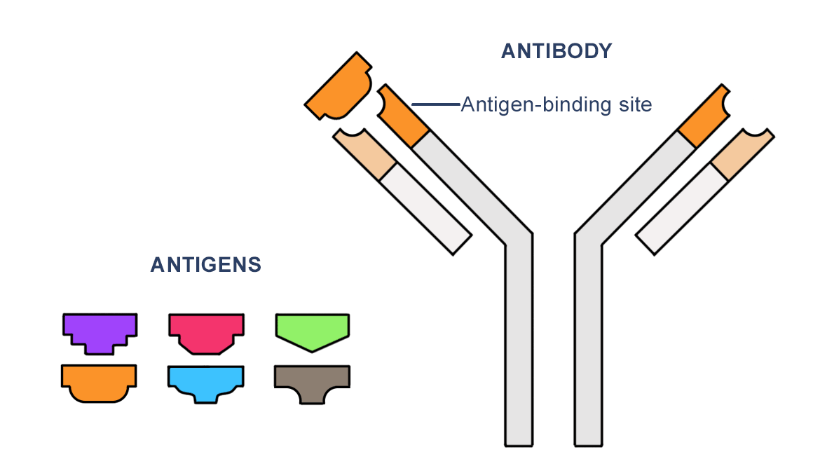 Figure depicting an antibody and six different antigens. Each antibody produced in response to a particular antigen shows a specific binding site for this antigen.