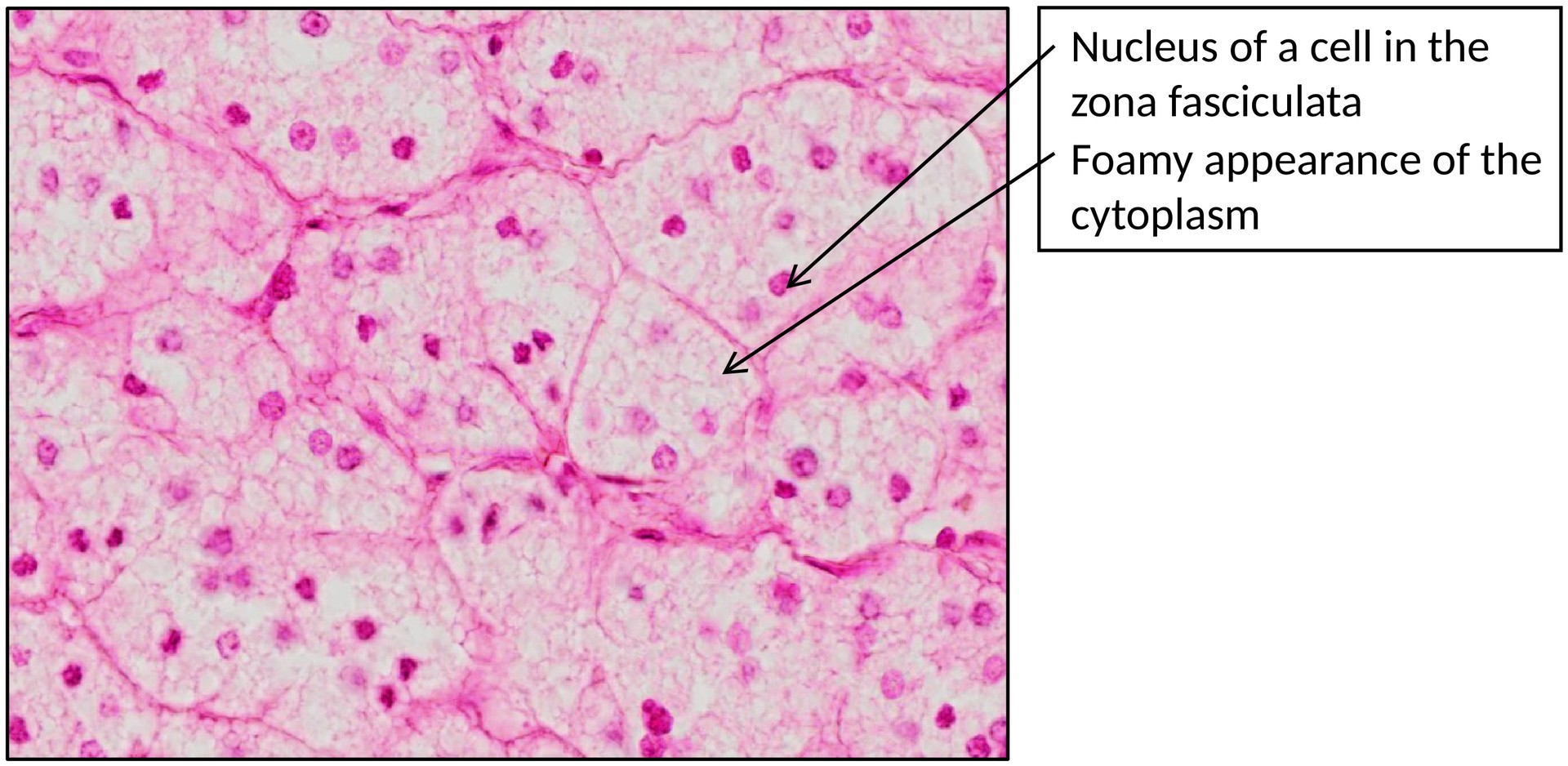 Adrenal gland