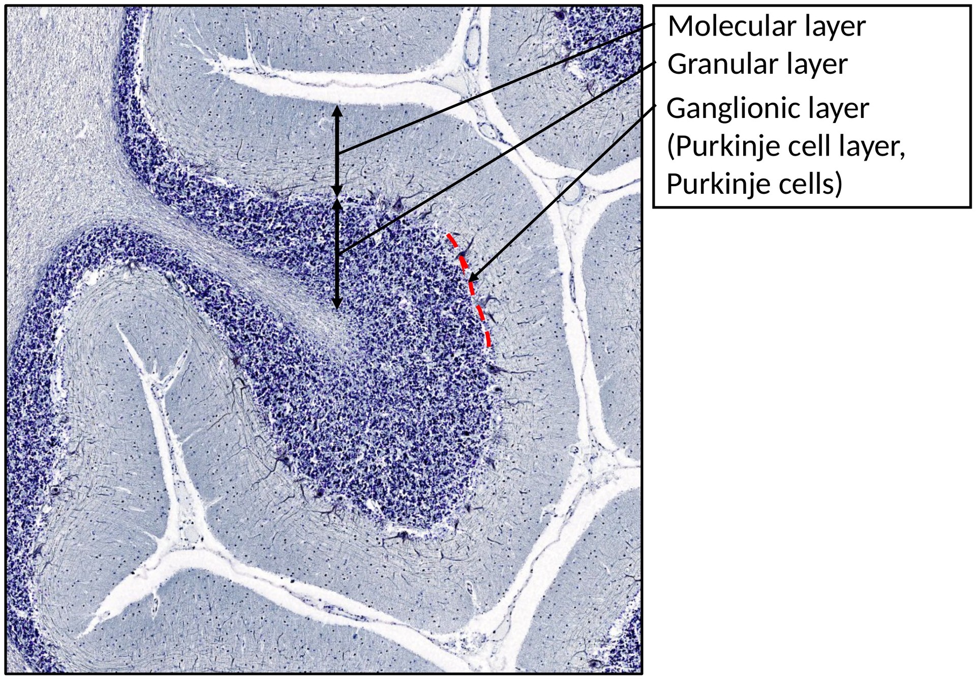 Cerebellum 2