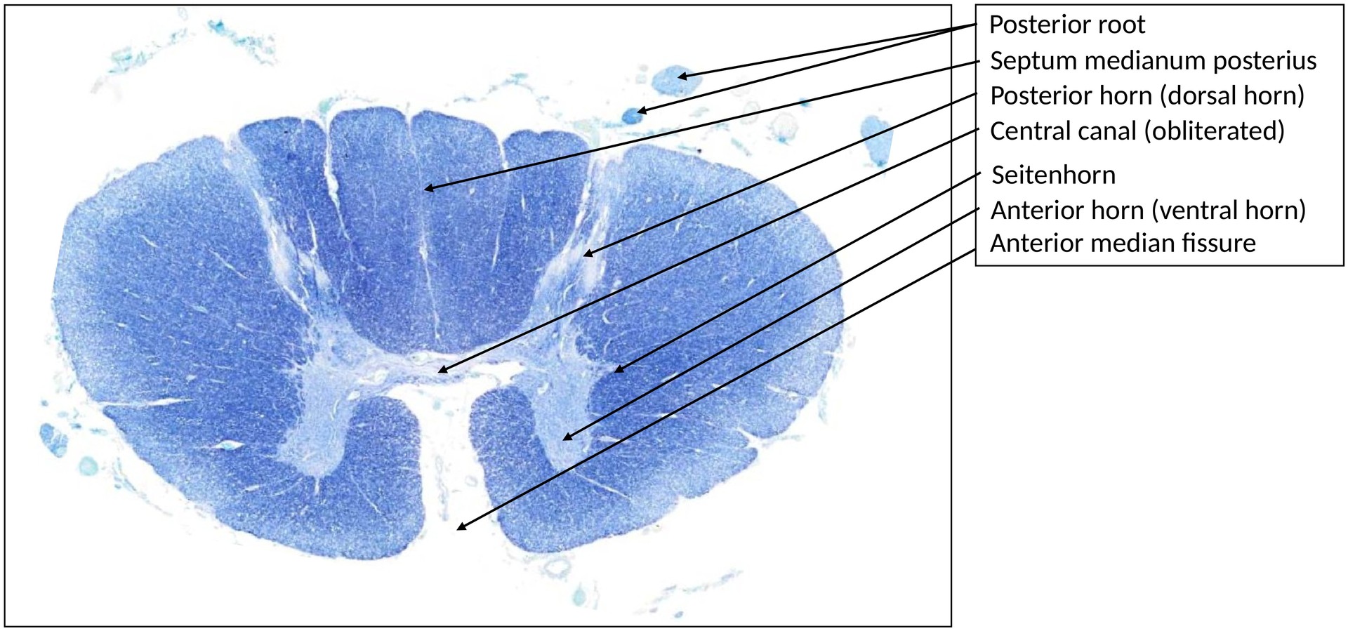 Spinal cord, thoratic