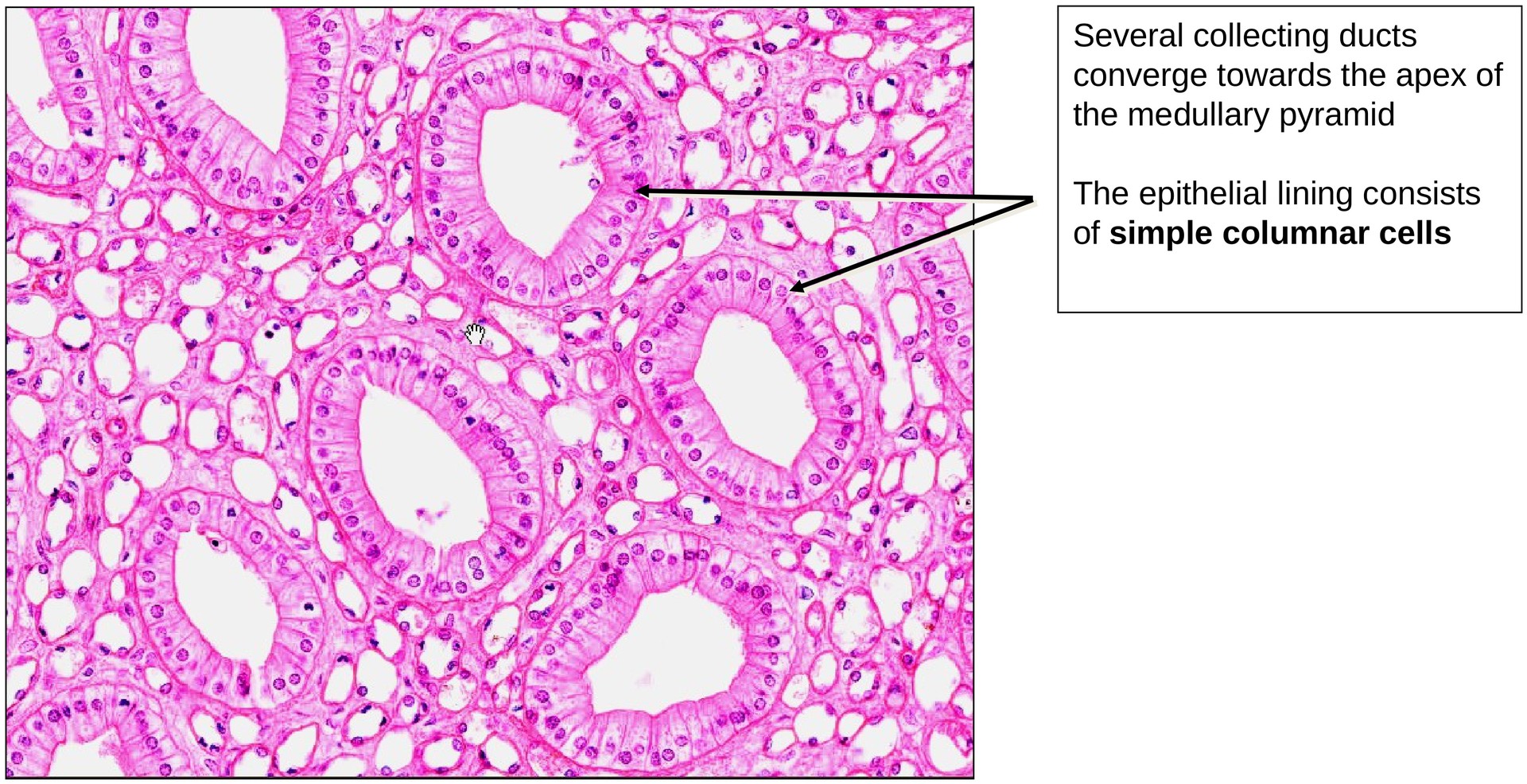 Simple columnar epithelium (kidney)