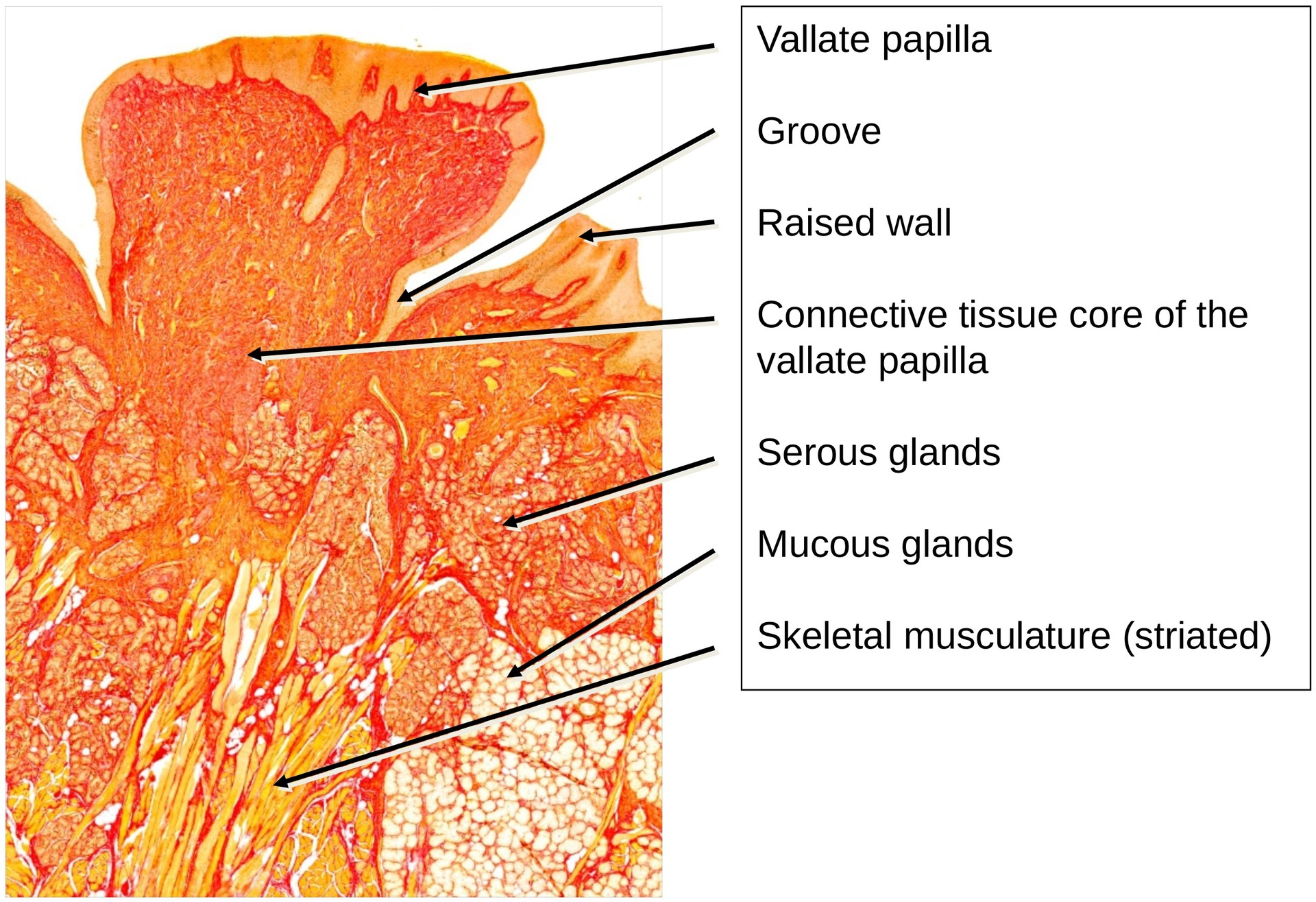 Taste bud, vallate papilla