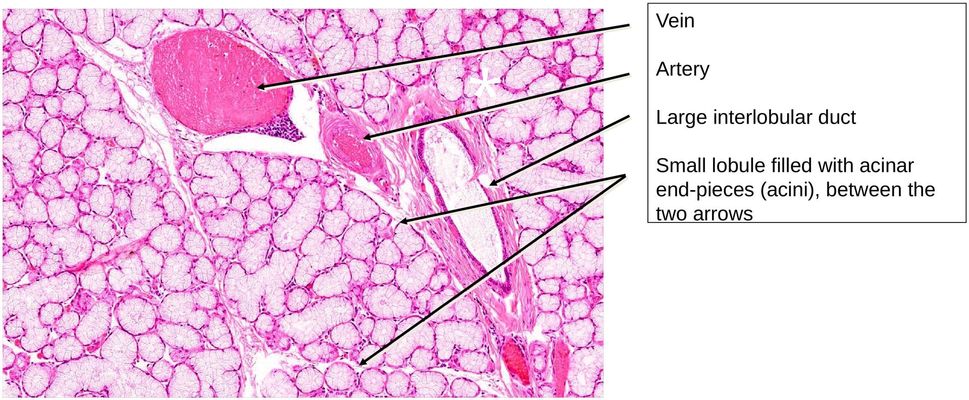 Sublingual gland