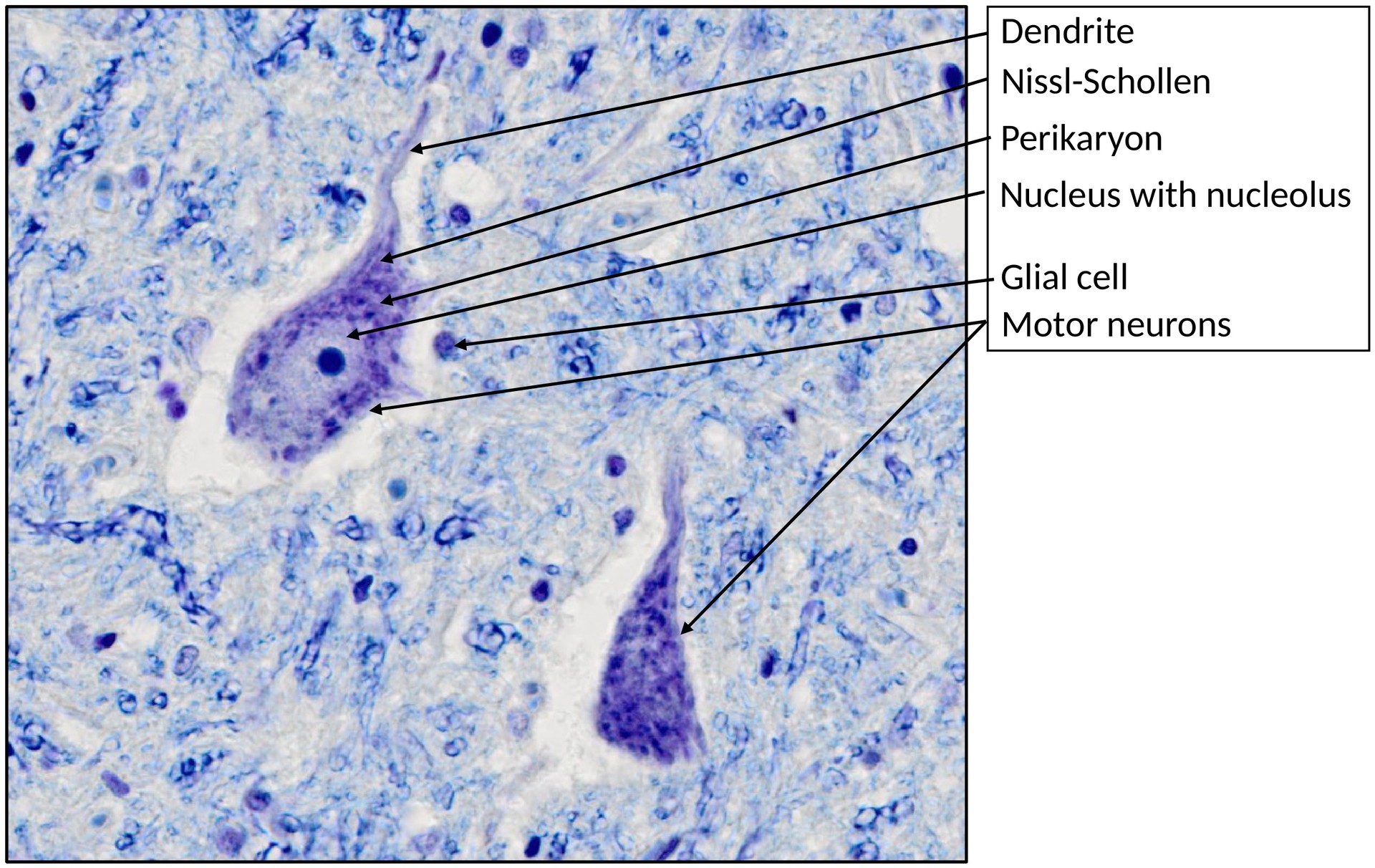Spinal cord, cervical