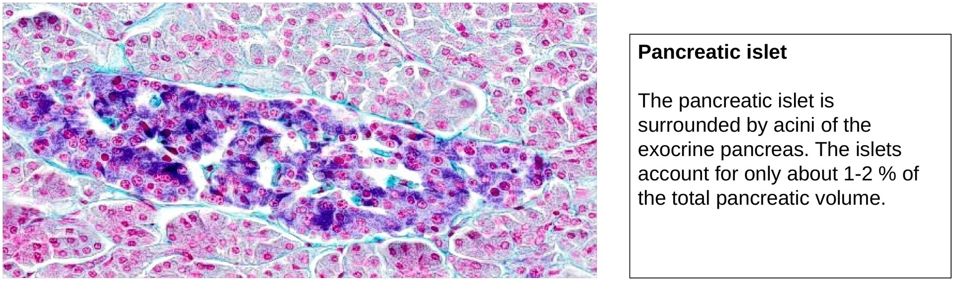 Pancreas, endocrine portion
