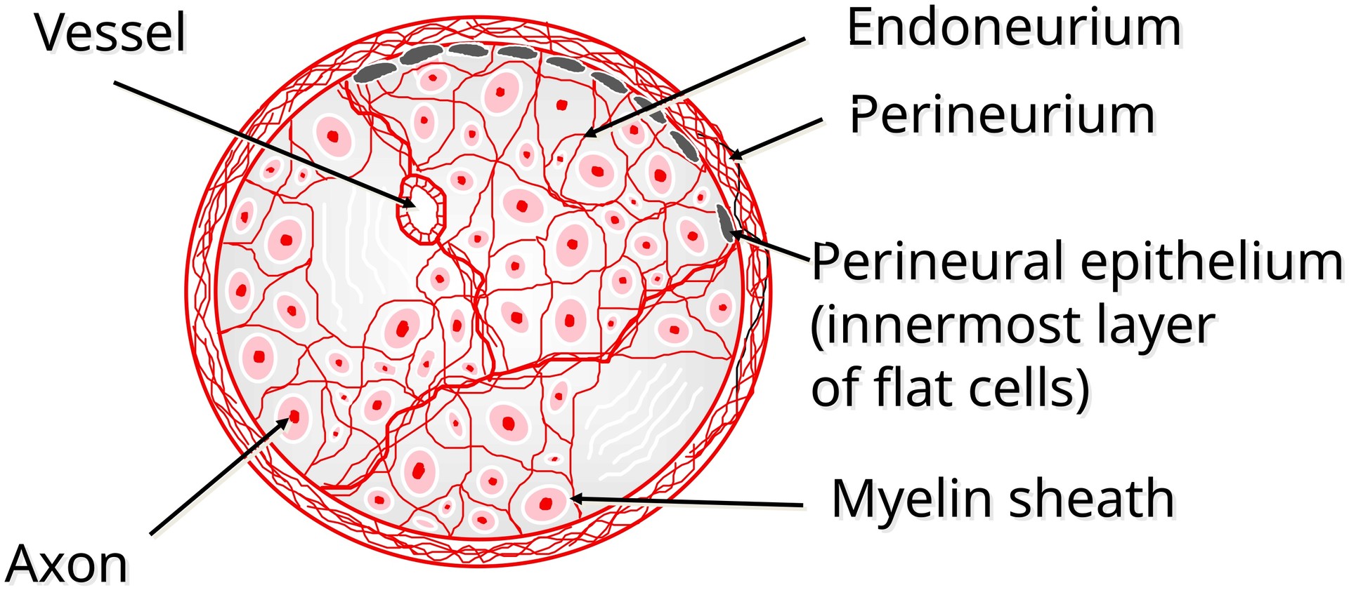 Peripheral nerve (sciatic nerve)