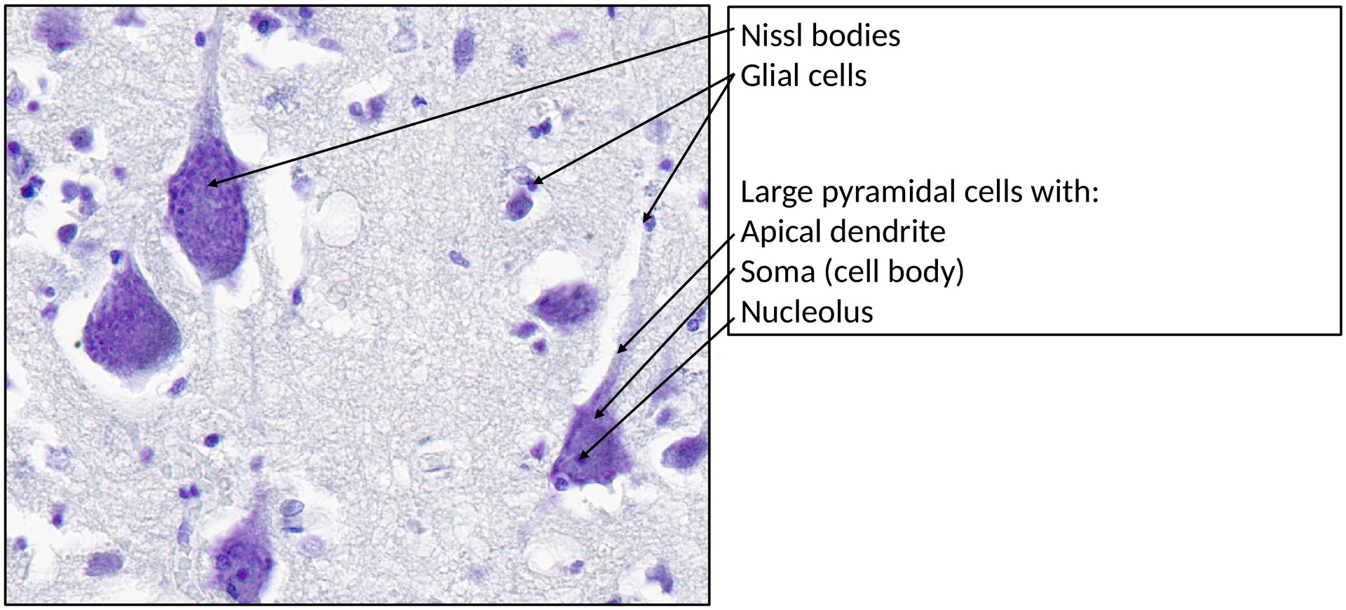 Cerebrum, area 1 (precentral gyrus)