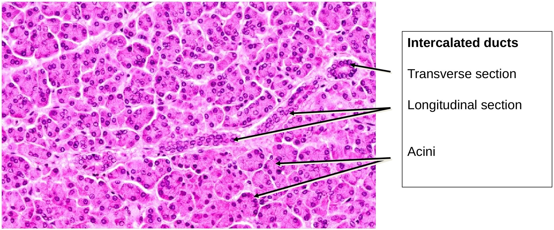 Pancreas, exocrine portion