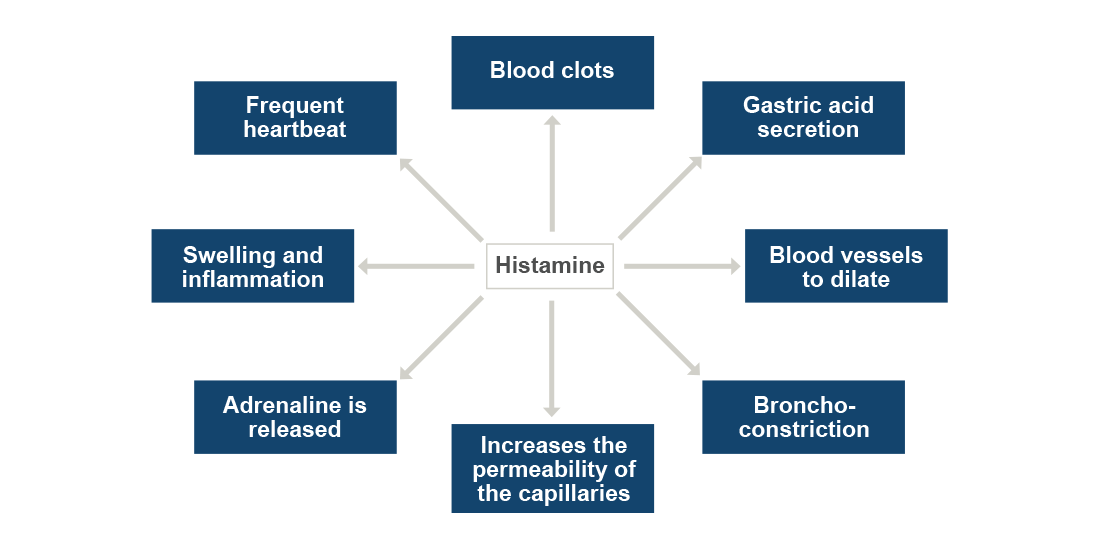 The diagram shows the symptoms triggered through the release of histamine, namely blood clots, gastric acid secretion, dilated blood vessels, bronchoconstriction, increase of the permeability of the capillaries, release of adrenaline, swelling and inflammation, and a faster heartbeat.