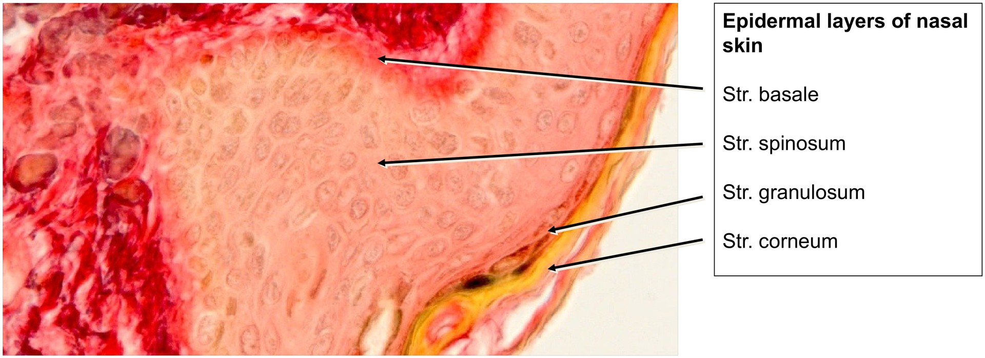Nasal skin