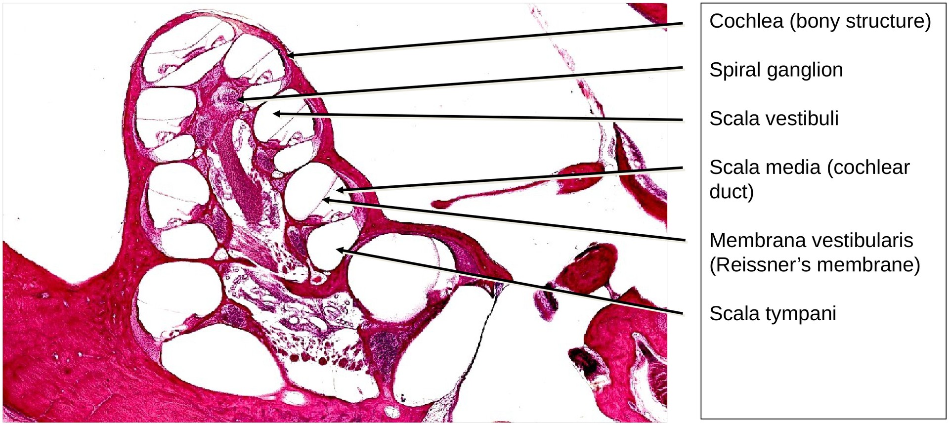 Inner ear, Organ of Corti