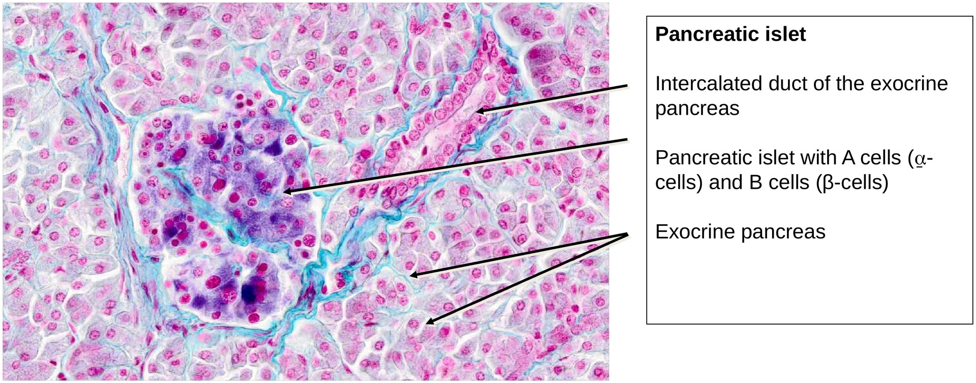 Pancreas, endocrine portion