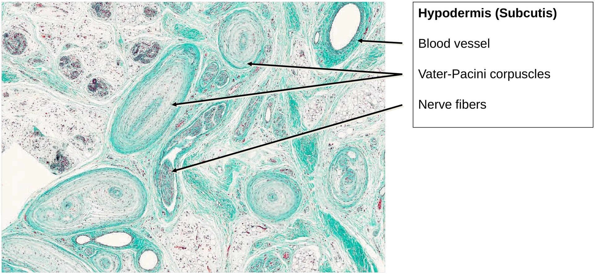 Ossification, perichondral (Finger)