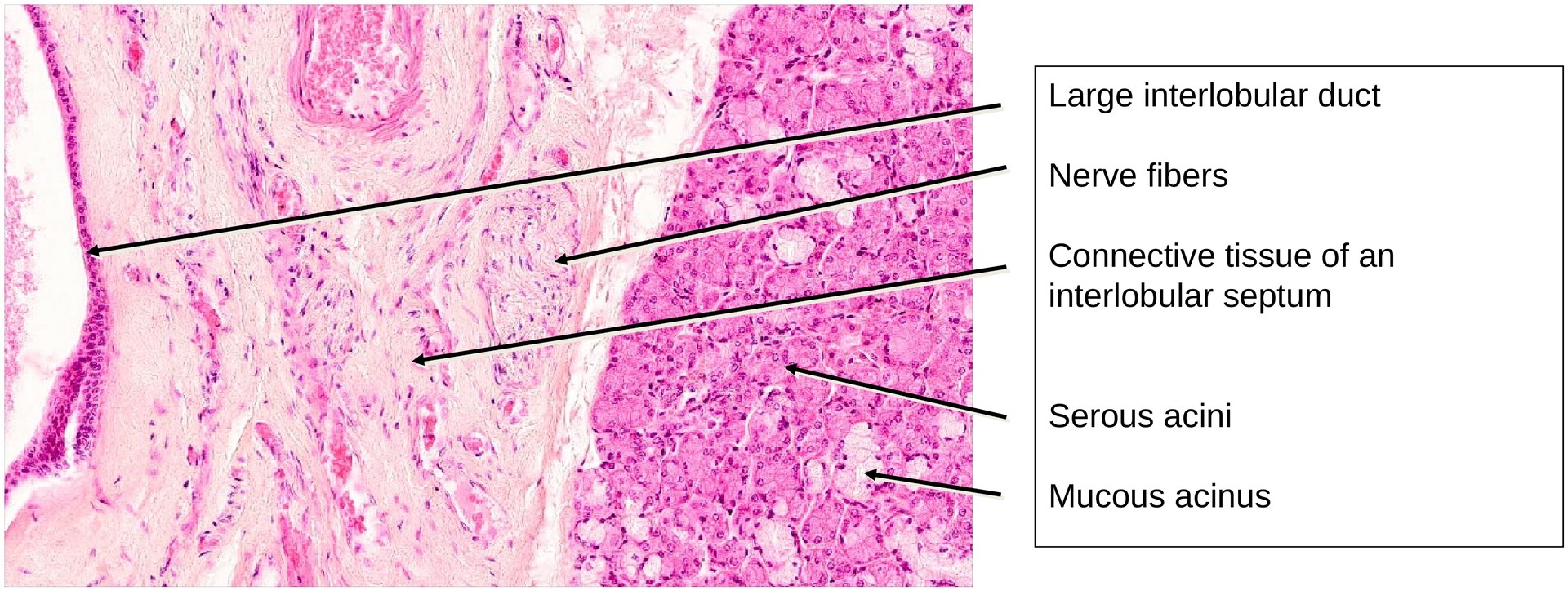 Submandibular gland