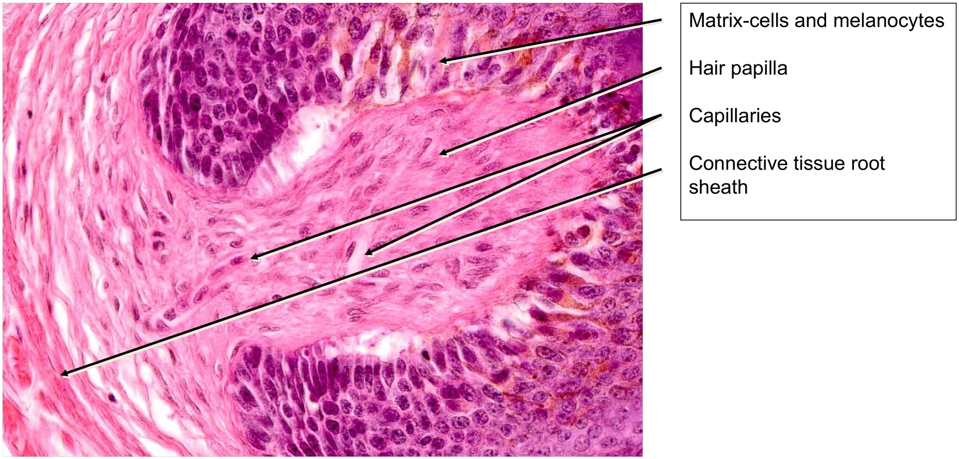 Scalp, longitudinal