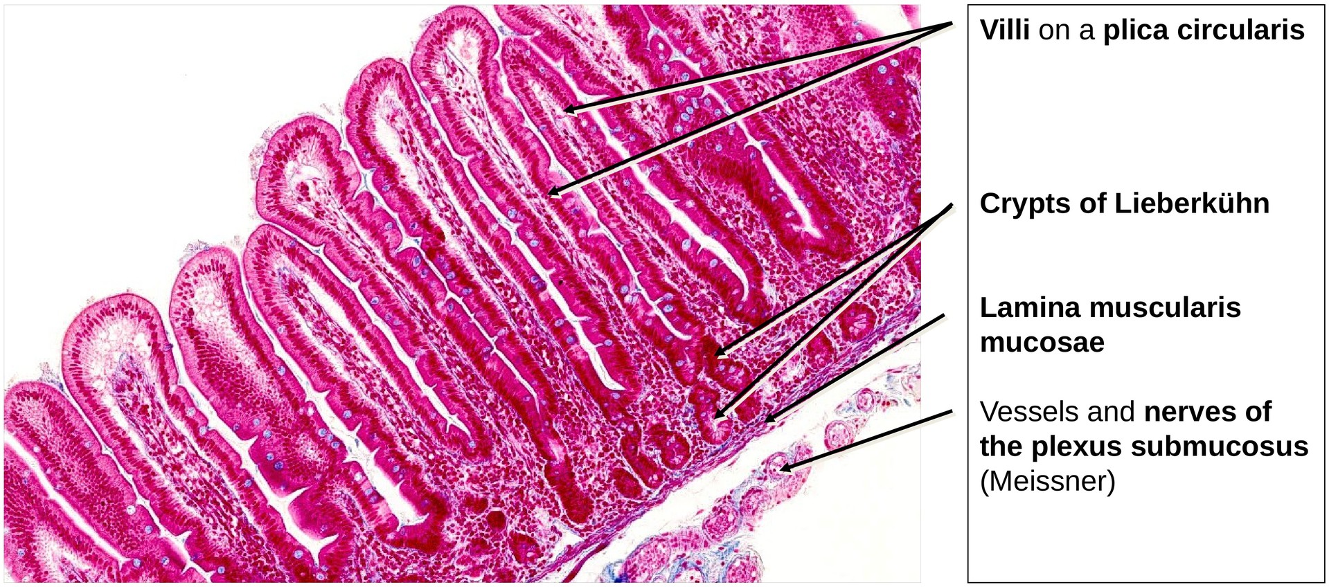 Duodenum