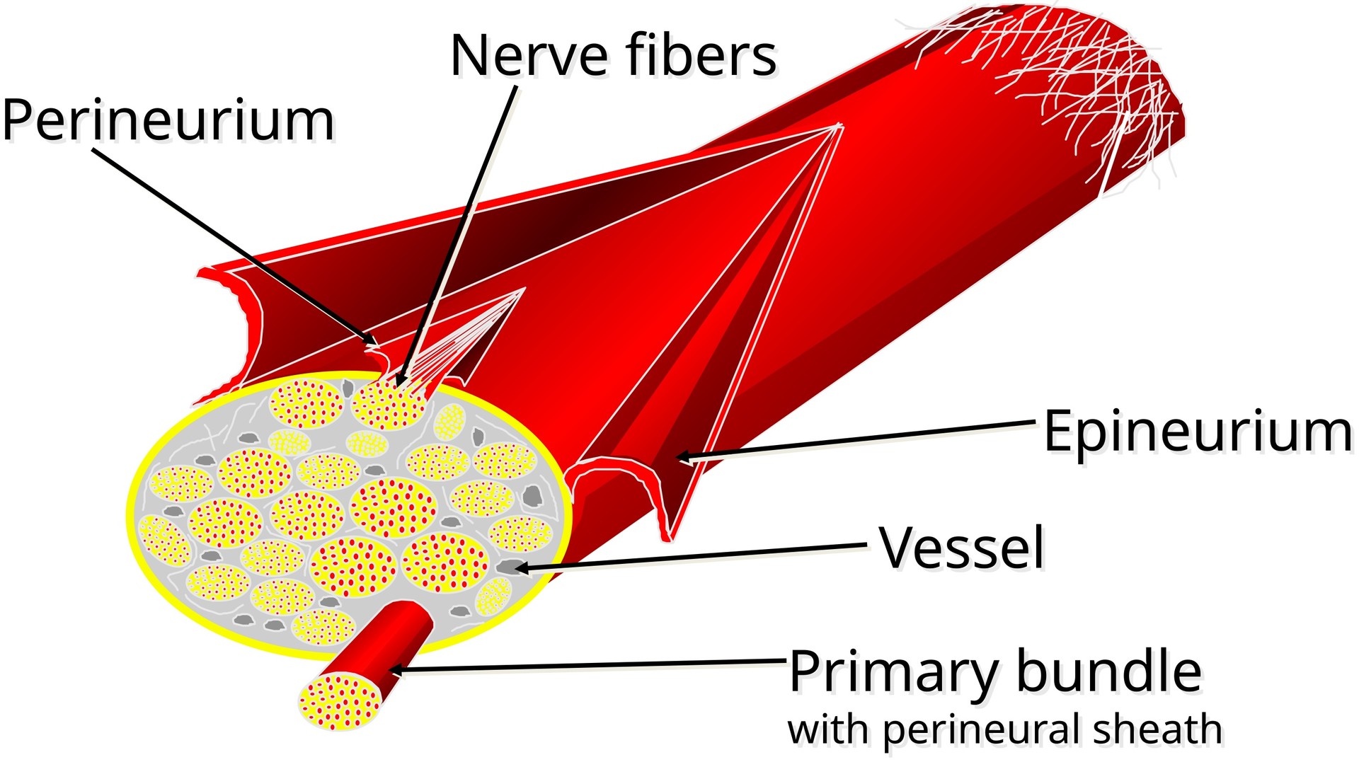 Peripheral nerve (sciatic nerve)
