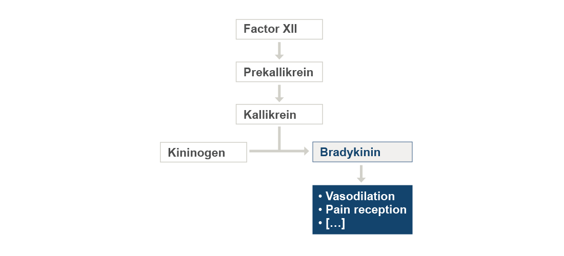 The diagram shows how bradykinins are formed and what symptoms this peptide mediator may cause, namely vasodilation, pain reception and so on.