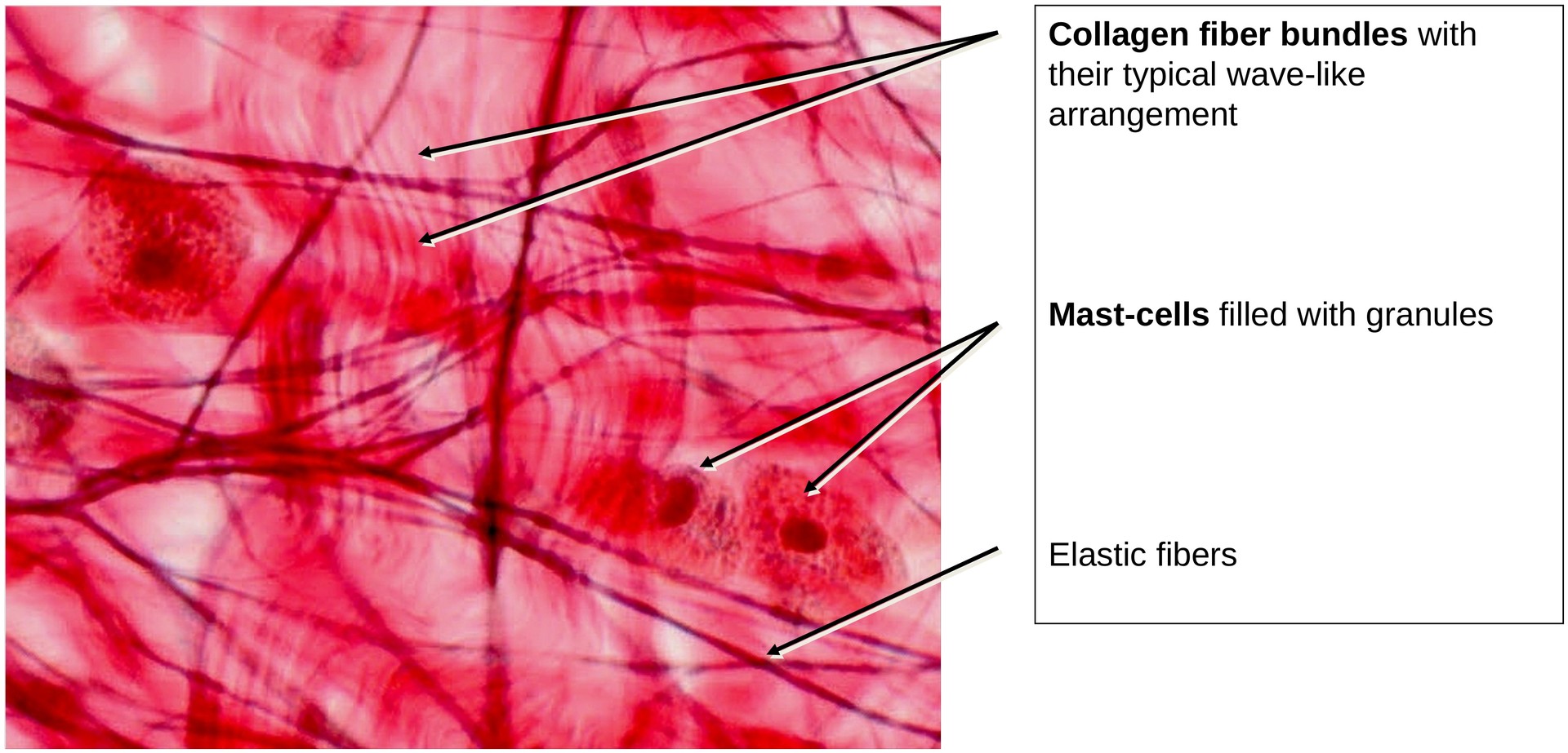 Loose connective tissue (Mesentery)