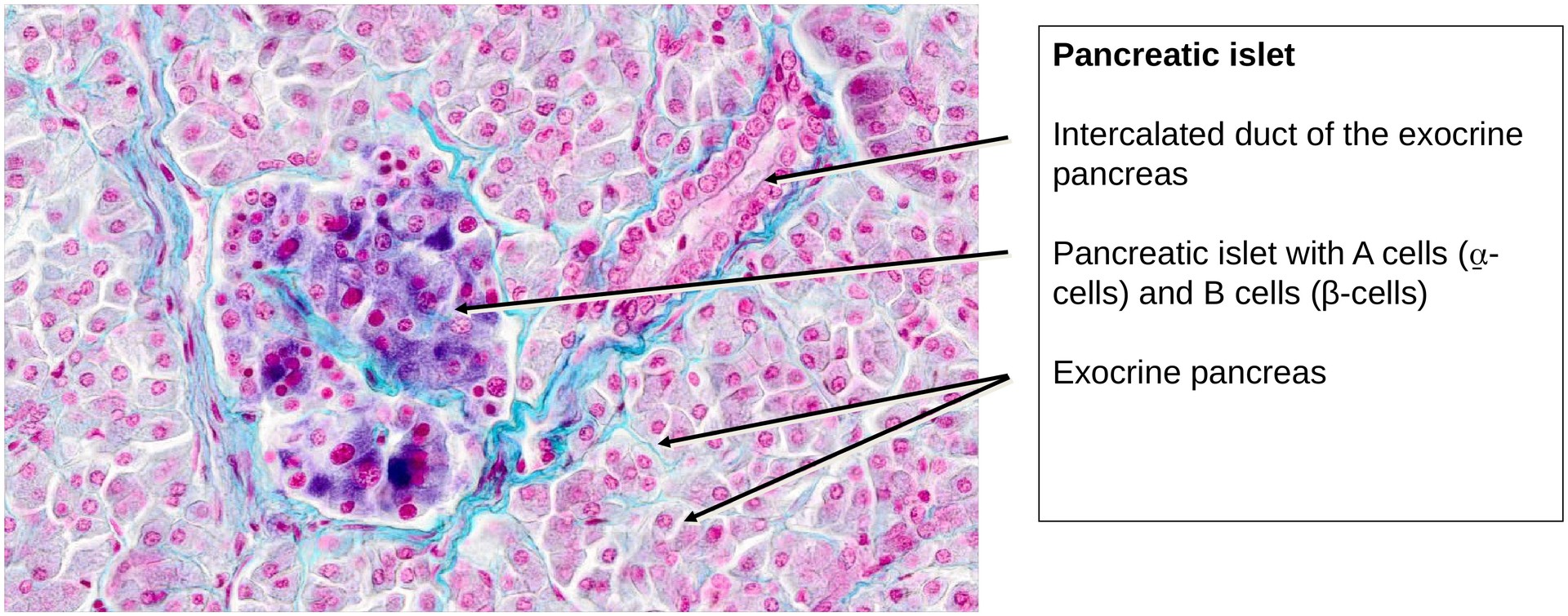 Pancreas, endocrine portion