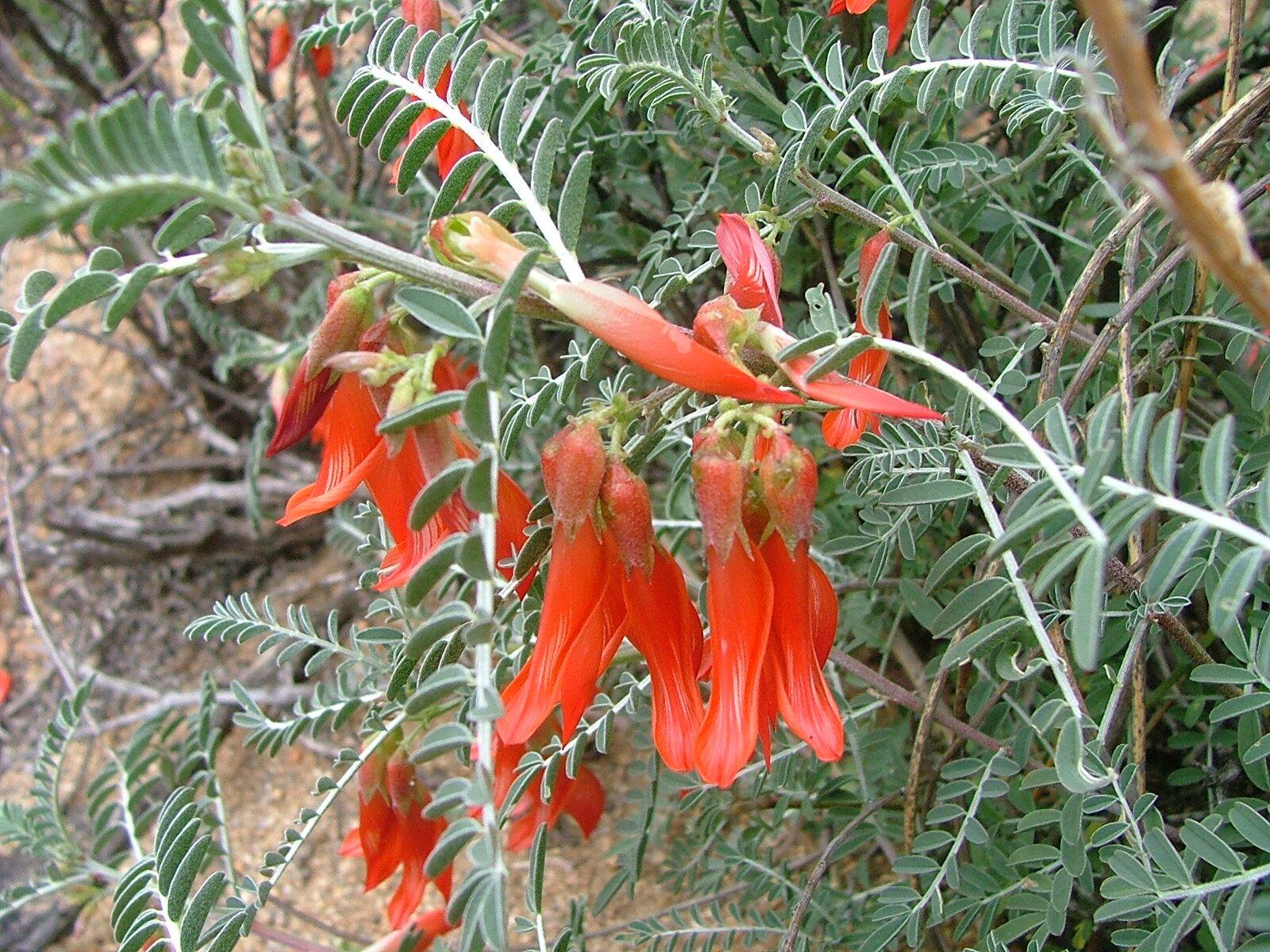 Photo of Sutherlandia frutescens.