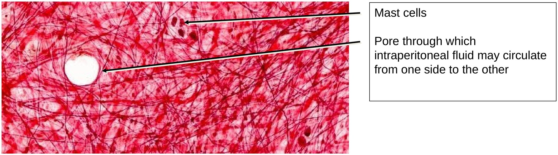 Loose connective tissue (Mesentery)
