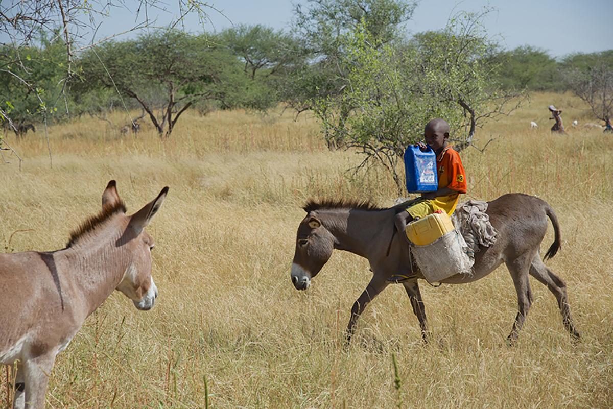 Photo d'un jeune pasteur itinérant à dos d’âne au Tchad. Lui et son âne transportent tous les deux des bidons d'eau en plastique de plusieurs litres